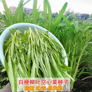 四季白梗空心菜种子通菜翁菜竹叶水生籽农家盆栽高产四季蔬菜种子