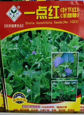 一点红羊蹄草种子摘叶食用野菜叶下红背菜籽春夏秋四季播蔬菜种孑