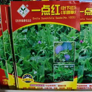 一点红羊蹄草种子摘叶食用野菜叶下红背菜籽春夏秋四季播蔬菜种孑