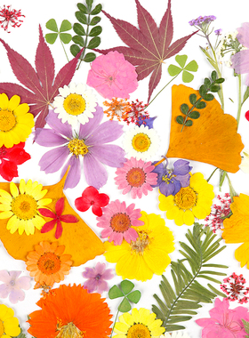 干花DIY材料包永生花压花片押花草手工滴胶书签真花植物树叶标本