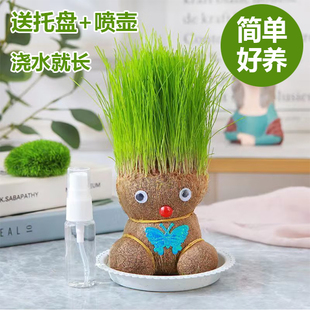 草头娃娃头上长草人小盆栽净化空气长头儿童种草幼儿园网红公仔
