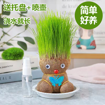长草娃娃草头娃娃幼儿园植物儿童