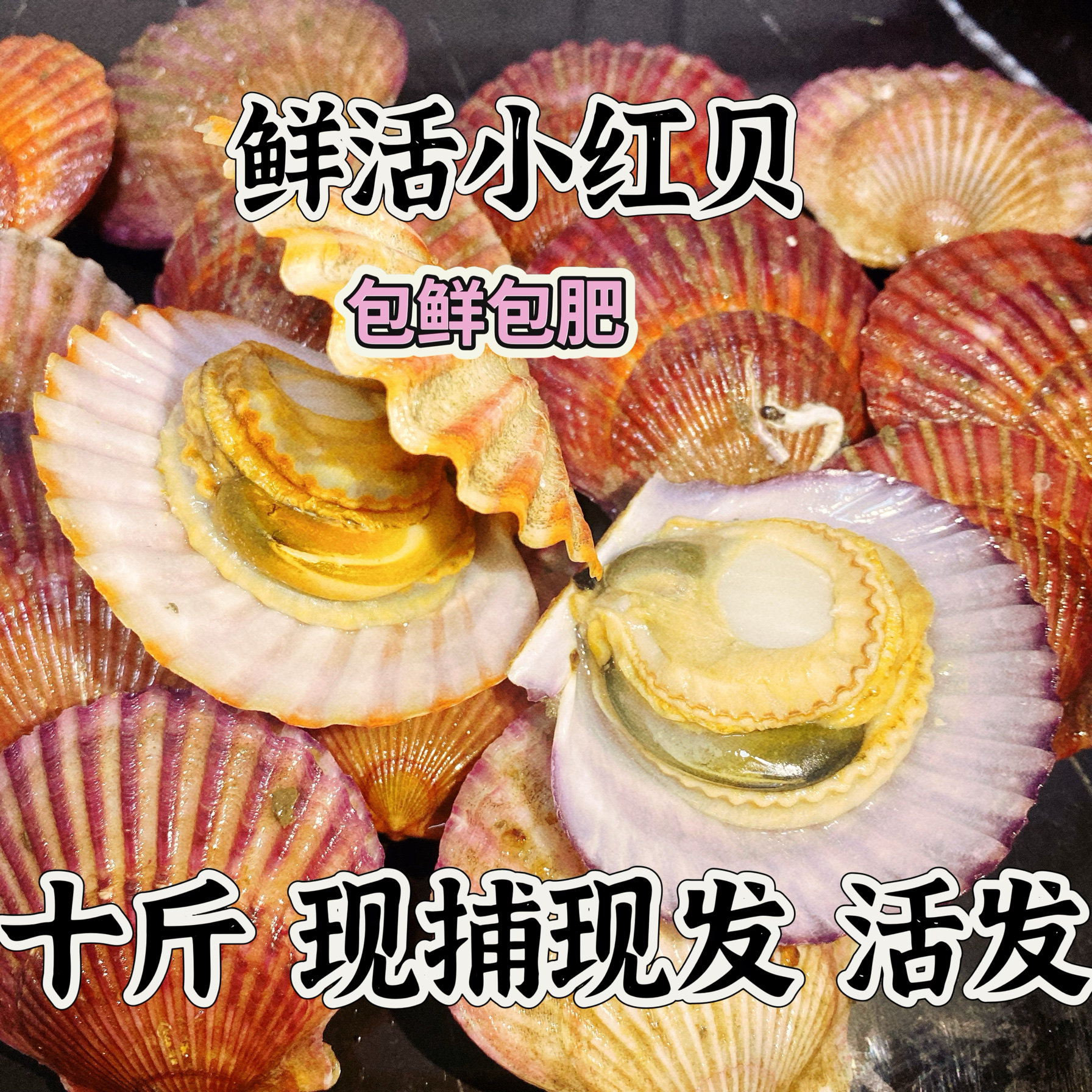 鲜活扇贝小红贝港湾贝新鲜扇贝大个肥美带壳扇贝肉贝类烧烤海鲜无