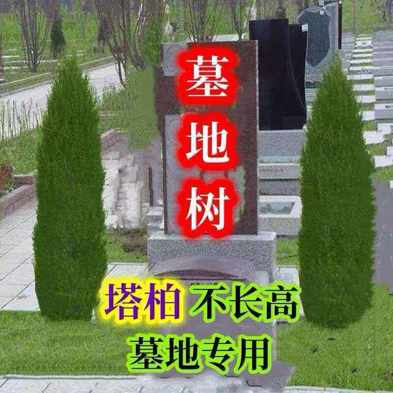 宝塔松塔柏 大树带土  龙柏侧柏圆柏松柏树苗 柏树坟前树苗基地