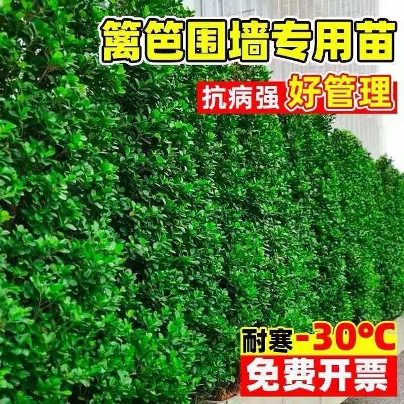 【50棵】围墙篱笆植物北海道黄杨小叶四季常青庭院绿篱树苗 耐寒
