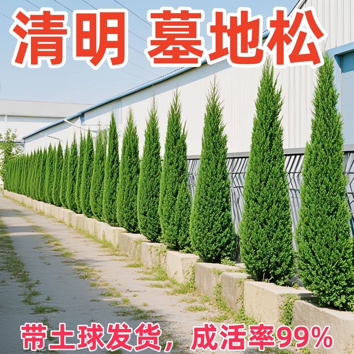 【大土球一次栽活】墓地松柏