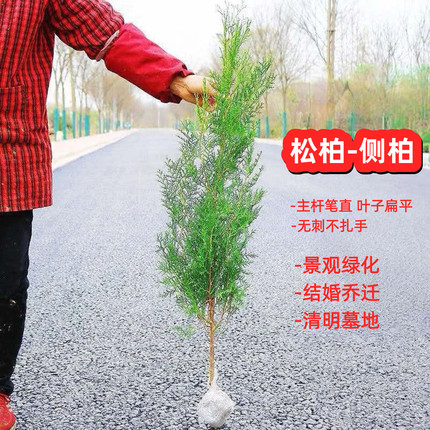 柏树苗松柏树苗 大树带土 塔柏龙柏侧柏苗圆柏宝塔松耐寒四季常青