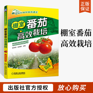 棚室番茄高效栽培 高效种植番茄书籍西红柿栽培技术大全书籍番茄种植技术书农业种植技术 番茄病虫害防治 番茄标准化种植书籍教程