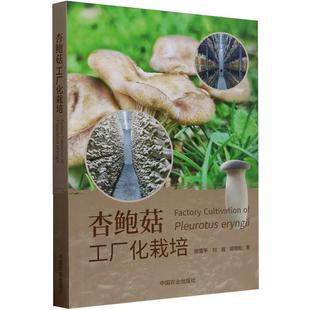 杏鲍菇工厂化栽培 郑雪平 刘遐 郑烜如 编著 食用菌种植技术指导书 杏鲍菇菌种制作栽培原料栽培出菇管理关键技术详解工具书