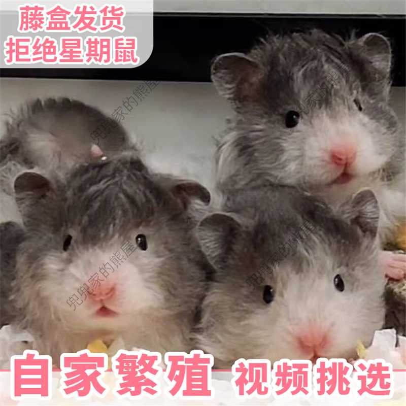 卷毛波利金丝熊仓鼠自家繁殖波利