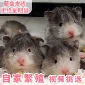 自家繁殖长毛金丝熊活物稀有卷毛黑火蜜波利鸽灰大体巨型富养仓鼠