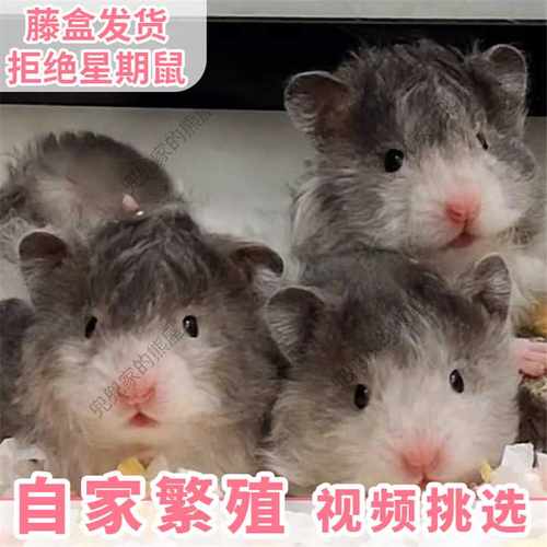 卷毛波利金丝熊仓鼠自家繁殖波利