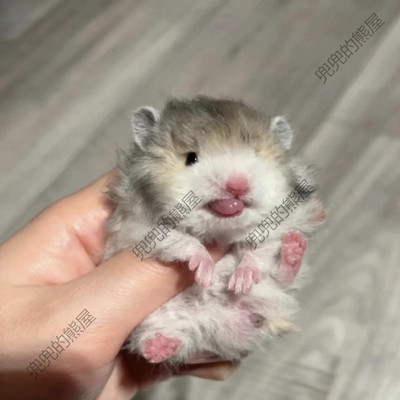 家养长毛金丝熊活物仓鼠