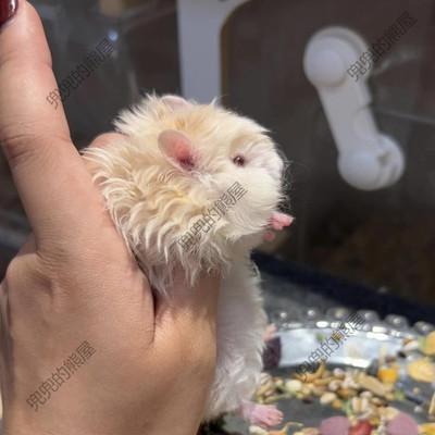 家养小仓鼠纯银长毛纯银