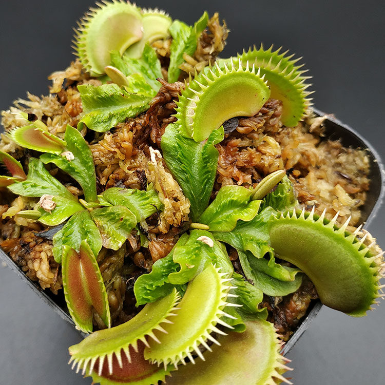 重磅|森镜自育新品种捕蝇草齿状流刺漏斗带红线超稀有