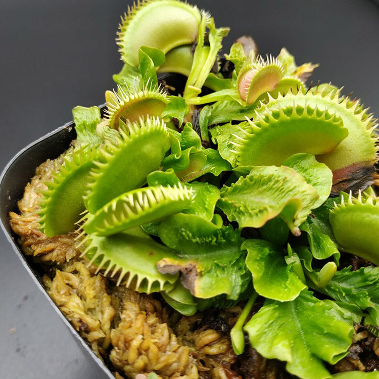 重磅|森镜自育新品种捕蝇草【荆棘鲨】齿状流刺漏斗带红线超稀有