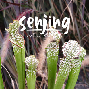 【超大口】白瓶子草“口呆花”/超值多头/森镜自选育个体矮生粗壮