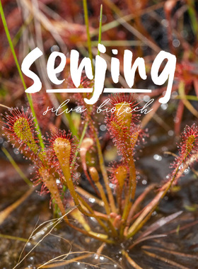 巢型茅膏菜Drosera/新手推荐喜湿耐热可/水陆雨林缸造景食虫草