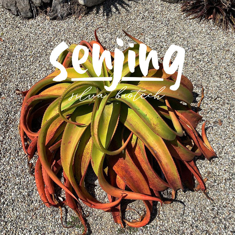 范巴伦红鱿鱼芦荟/颜色艳丽软刺易群生/南非原生多肉实生苗,鲜花速递/花卉仿真/绿植园艺,多肉植物,淘宝优惠券,粉丝福利购,淘宝优惠卷