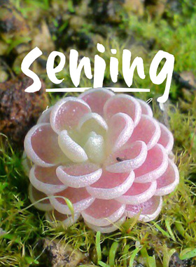 爱丝捕虫堇P.esseriana新手入门墨西哥食虫植物盆栽/非多肉植物