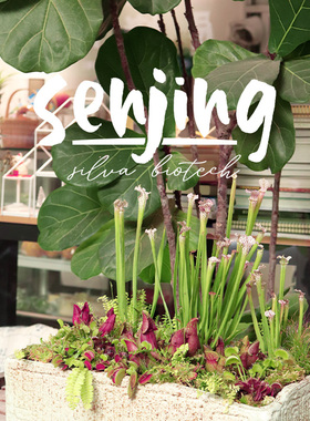 【-10℃以上可发货】食虫植物新手入门套餐捕蝇草茅膏菜瓶子草