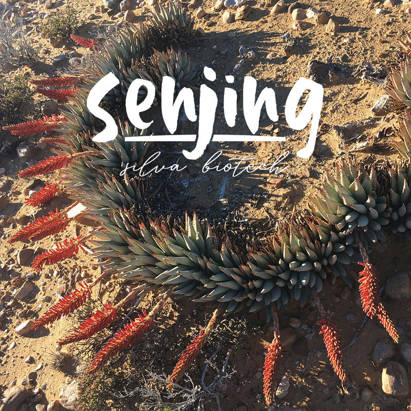 雪女芦荟/生存就是行为艺术/超特别的原生多肉植物南非贵货盆栽苗