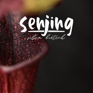 【自育新品】瓶子草