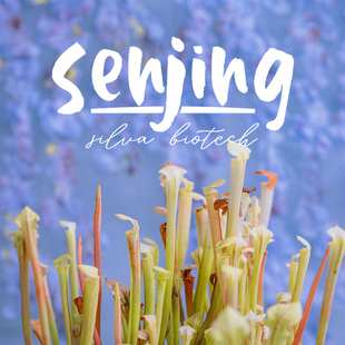 【森镜收藏】黄瓶子草‘白色长颈鹿’/红管黄瓶轻白化个体