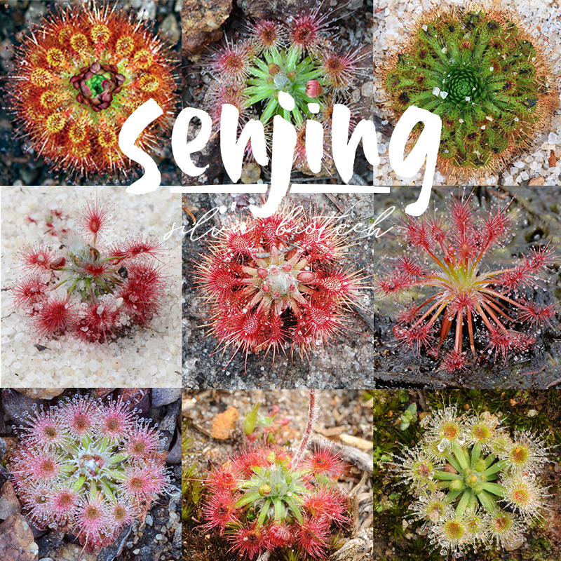 造景神器迷你茅膏菜水陆缸雨林缸