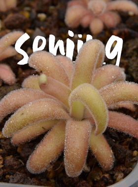 鱿鱼须捕虫堇/胖乎乎的长叶像鱿鱼宝宝/食虫植物盆栽绿植食虫草