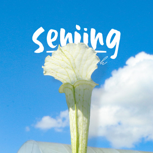 森镜精品【白瓶子草“云朵”】纯净洁白瓶身优美的收藏级大型白瓶