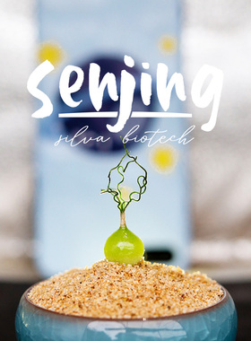 狂乱弹簧草Ornithogalum osmynellum/迷你球根/近开花球/罕见多