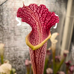 森镜自育瓶子草很特别 莫尔12号 个体 不一样 怎么和那些妖艳