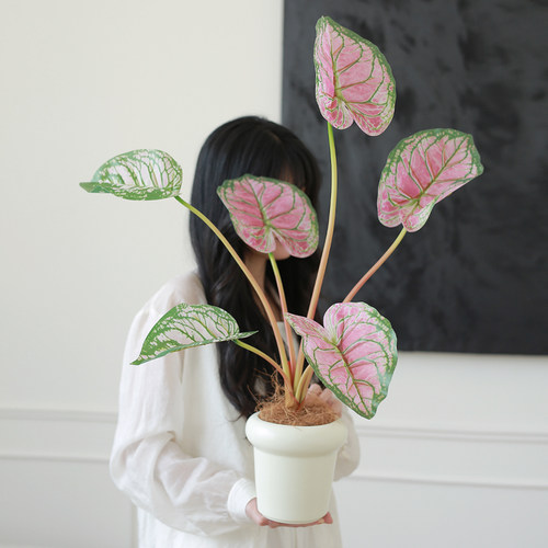 彩叶海芋绿植盆栽，高级感仿真花