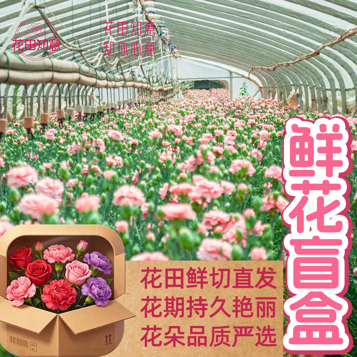 云南直发鲜花盲盒玫瑰康乃馨直发