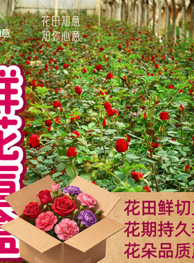 云南鲜花直发玫瑰康乃馨基地直发