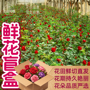 花田知意|云南鲜花直发玫瑰康乃馨情人草雏菊绣球黛安娜粉荔枝花