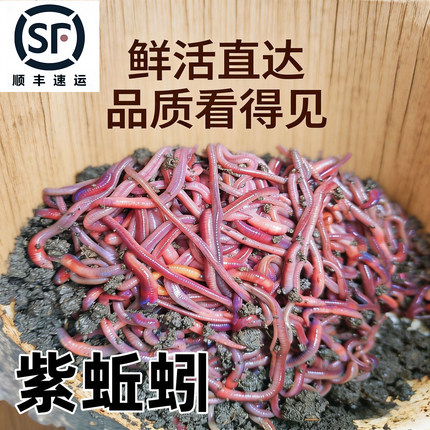 广西蚯蚓活饵鱼饵大号红蚯蚓钓鱼用紫蚯蚓腥野钓鲫鱼黄鳝万能饵料