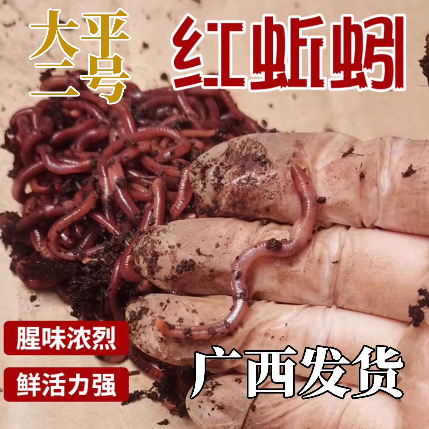 蚯蚓活饵鲜活大号钓鱼专用饵料
