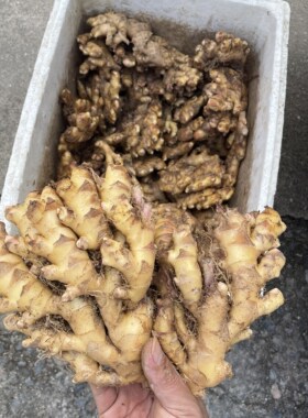 广西恭城大瑶山生姜窖藏恭城打油茶专用老姜