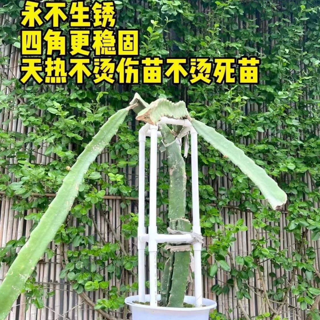 火龙果盆栽蟹爪PVC支撑架耐用