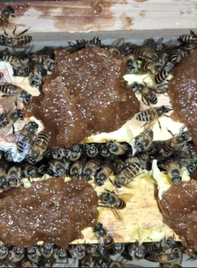 油菜杂花粉蜂粮浆真过瘾养蜂喂蜂蜂用花粉浆发酵花粉浆蜜蜂饲料