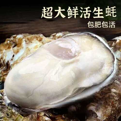 百媒优选乳山生蚝鲜活现捕