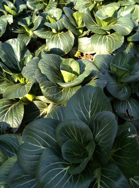 上海崇明健康绿色霜降青菜口感软糯清甜2500g江浙沪包邮