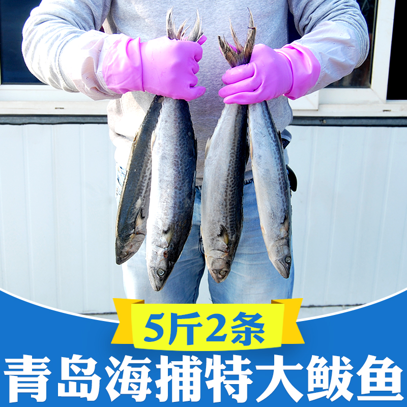 青岛大鲅鱼鲜活新鲜蓝点马鲛鱼