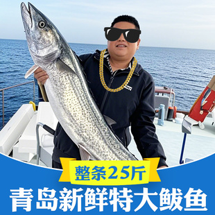 青岛特大鲅鱼鲜活冷冻蓝点马鲛鱼新鲜海鱼大整条5斤大鱼生鲜10