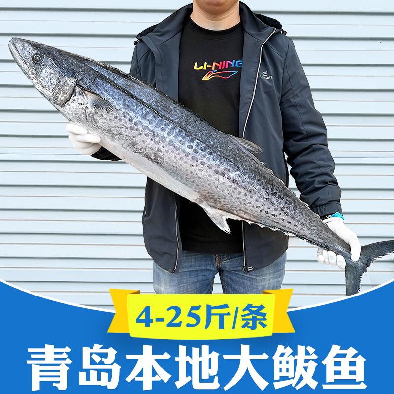 整条10斤特大青岛鲅鱼3-25斤可选