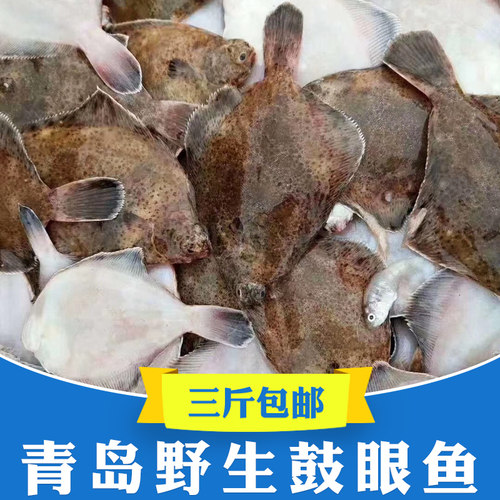 新青岛本地鼓眼鱼净重无冰3斤