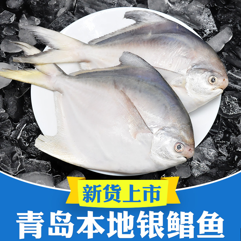 青岛海鲜银鲳鱼鲜活新鲜冷冻海鱼平鱼昌鱼鲳鳊鱼晶鱼大号鲳鱼特大
