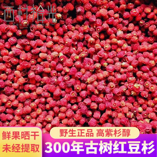 红豆杉干果红豆杉果实干品百年野生红豆杉果紫杉醇正品新鲜果实干